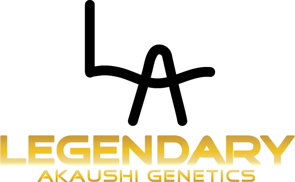 Legendary Akaushi Genetics